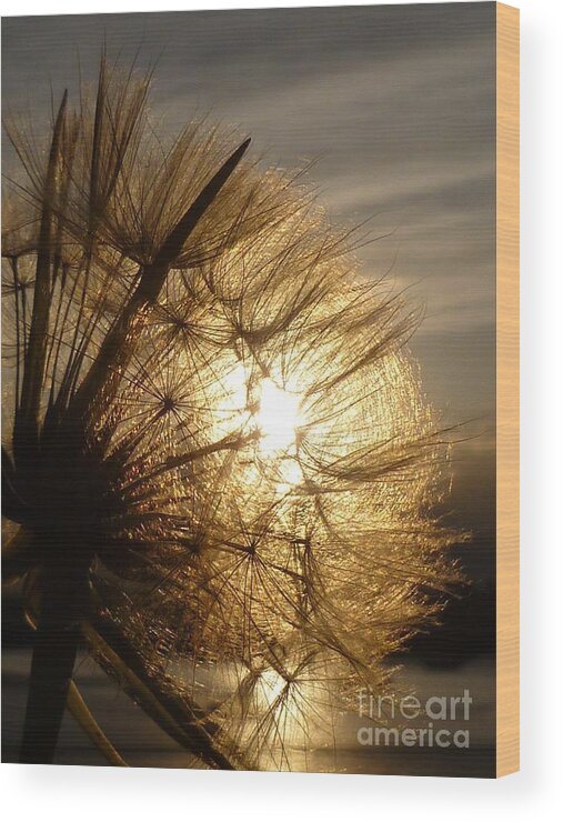 Dandelion Wood Print featuring the photograph Dandelion Sunset by Vicki Spindler