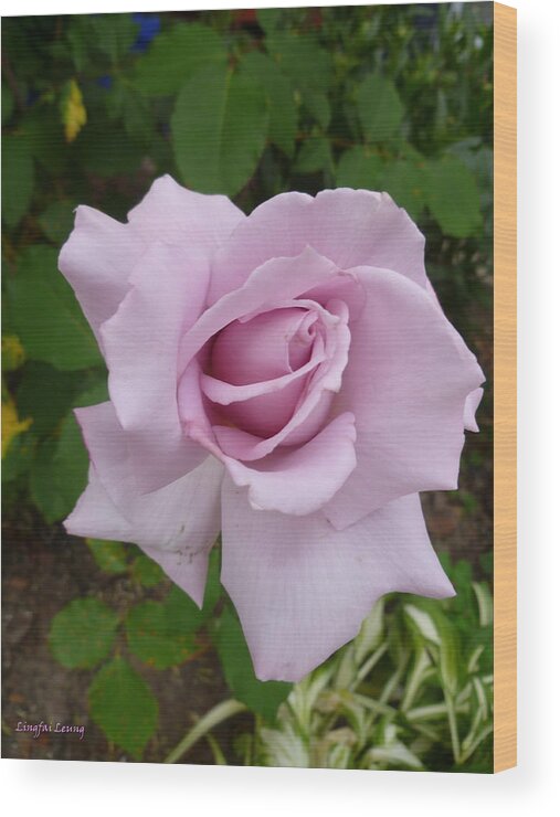 Rose Photograph Wood Print featuring the photograph Delicate Purple Rose by Lingfai Leung