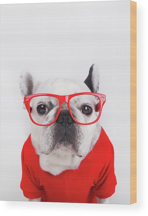 Pets Wood Print featuring the photograph Dog With Eyeglasses by Retales Botijero