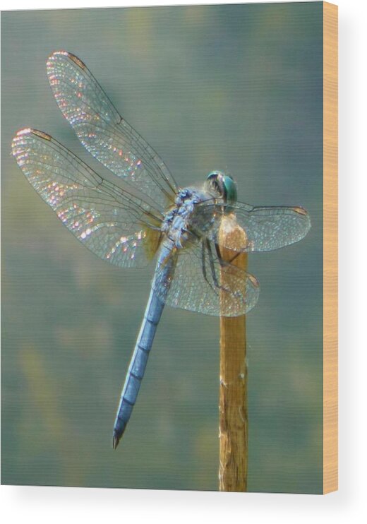 Lake Wood Print featuring the photograph Dragonfly on Stick by Gallery Of Hope 