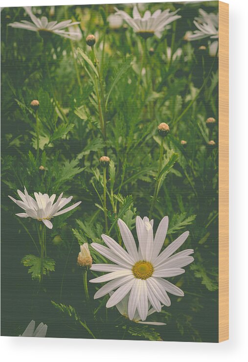 Daisy Wood Print featuring the photograph Dreaming Of Daisies by Marco Oliveira