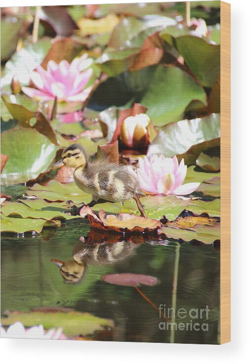 Ducklings Wood Print featuring the photograph Duckling running over the Water Lilies 2 by Amanda Mohler
