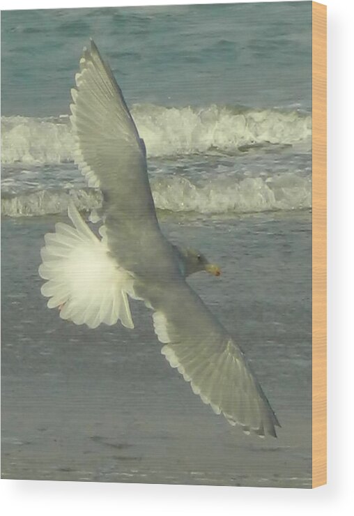 Seagulls Wood Print featuring the photograph Elegance by Gallery Of Hope 