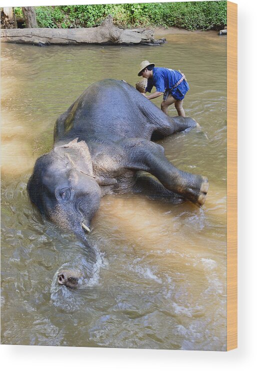 Elephant Bath Wood Print featuring the photograph Elephant Bath by Bob VonDrachek