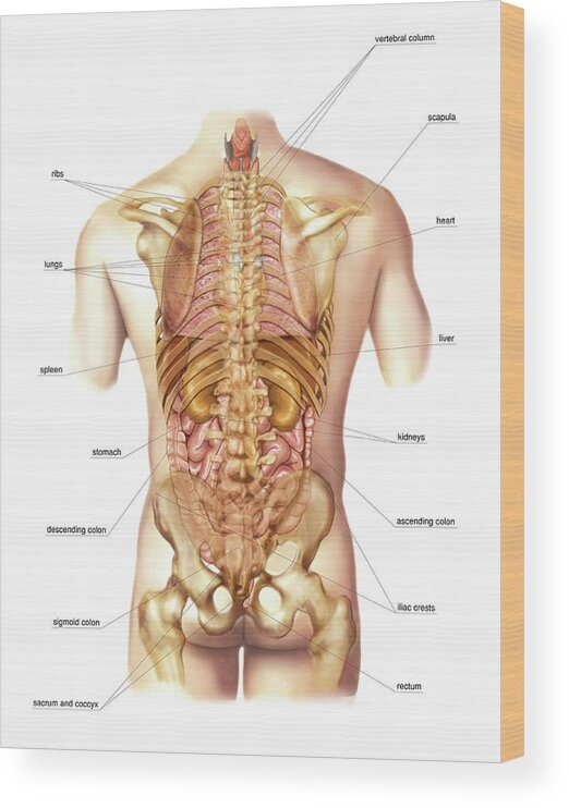 External Projection Of Internal Organs Wood Print by Asklepios Medical  Atlas - Science Photo Gallery
