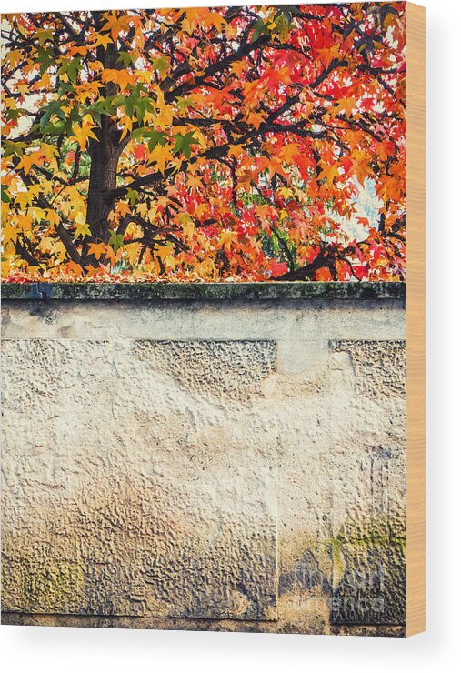 Abstract Wood Print featuring the photograph Fall tree with wall by Silvia Ganora