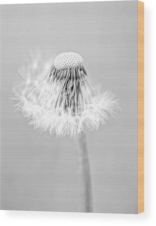 Dandelion Wood Print featuring the photograph Falling Apart by Sandra Parlow