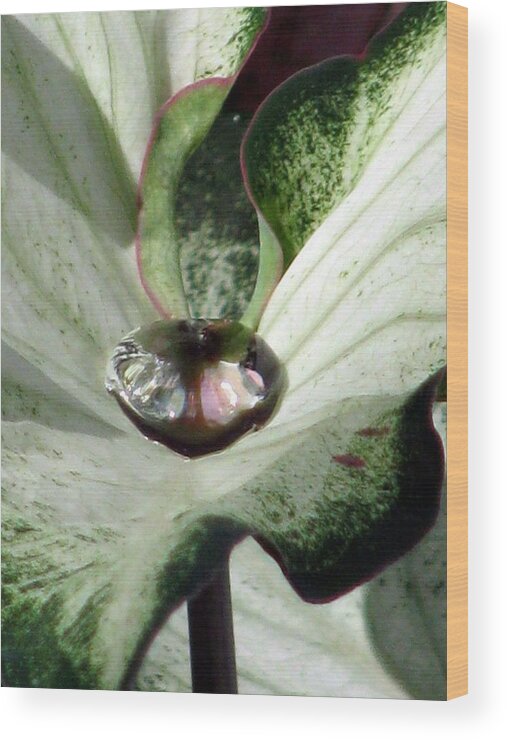 Caladium Wood Print featuring the photograph Fancy Leaf Caladium - Diamond In The Rough 05 by Pamela Critchlow