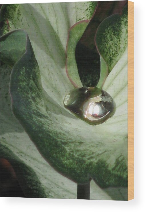 Caladium Wood Print featuring the photograph Fancy Leaf Caladium - Diamond In The Rough 07 by Pamela Critchlow