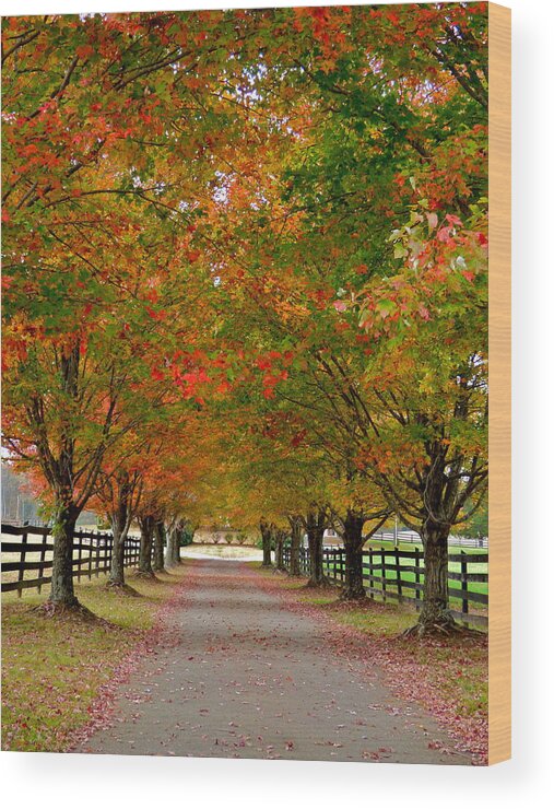 Maple Wood Print featuring the photograph Farm Lane in Autumn by Jean Wright