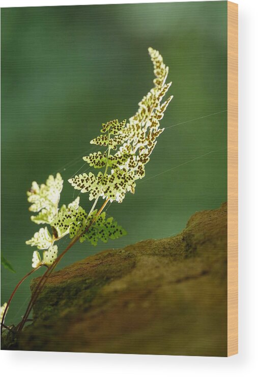 Fern Wood Print featuring the photograph Fern by Jane Ford