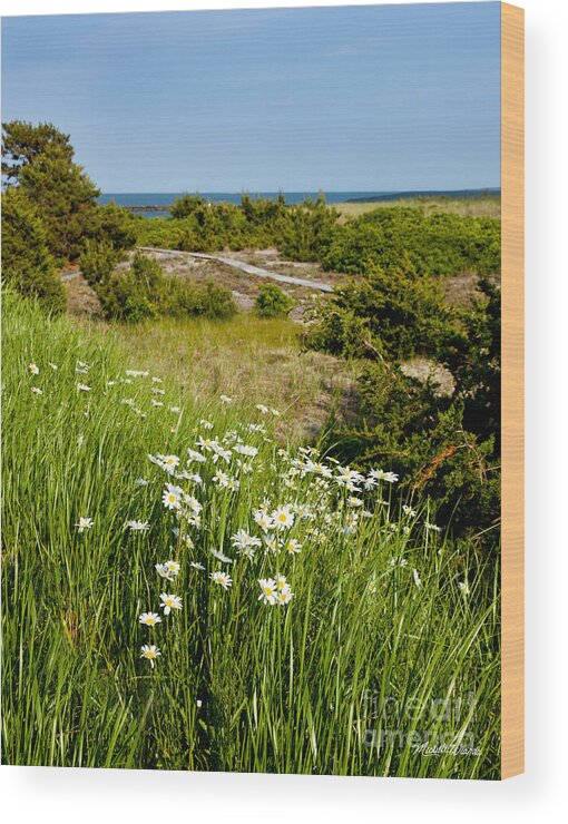 Landscapes Wood Print featuring the photograph Field of Daisies by the Sea by Michelle Constantine