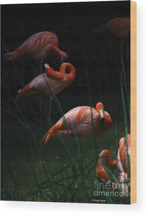Art For The Wall...patzer Photography Wood Print featuring the photograph Flamingo Morning by Greg Patzer