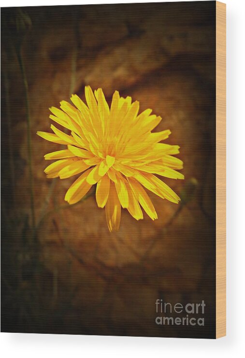 Flowers Wood Print featuring the photograph Floating by Clare Bevan