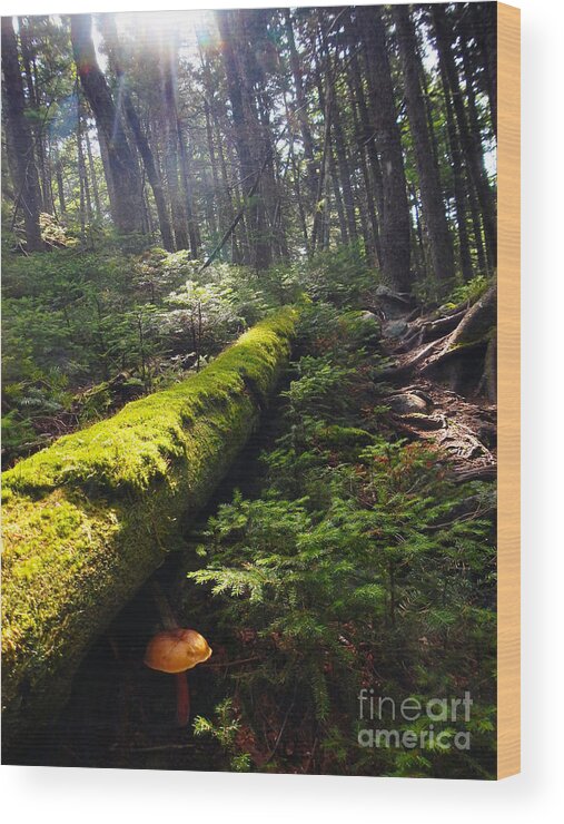 Appalachian Trail Wood Print featuring the photograph Forest Sunrise by Glenn Gordon