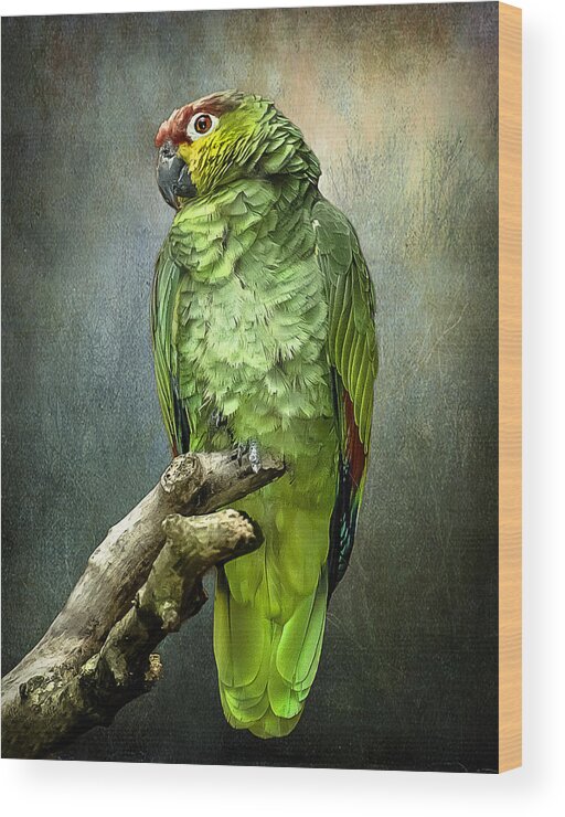 Parrot Wood Print featuring the photograph Forty Shades of Green by Brian Tarr
