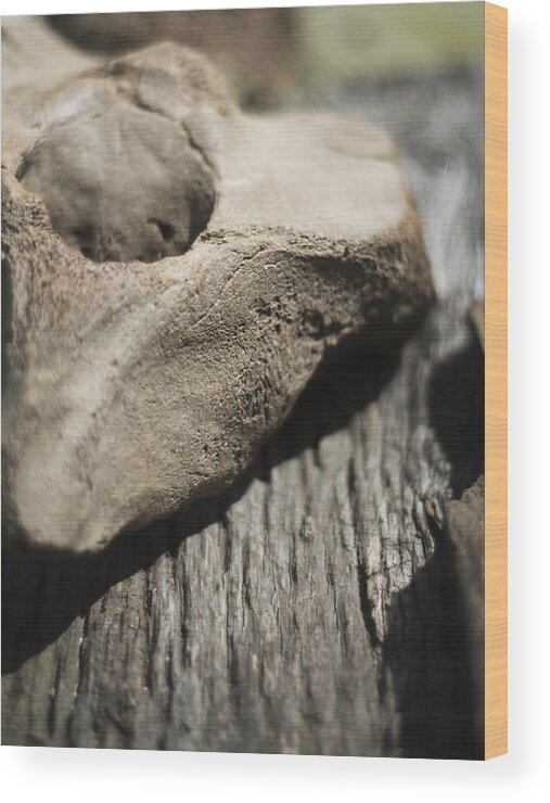 Miocene Fossil Wood Print featuring the photograph Fossil Bone with Weathered Wood by Rebecca Sherman