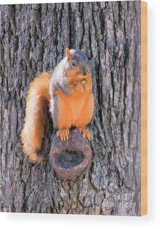 Fox Squirrel Wood Print featuring the photograph Fox Squirrel on Bur Oak Tree by Janette Boyd