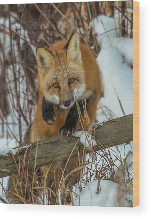 Fox Wood Print featuring the photograph Fox Trot by Kevin Dietrich