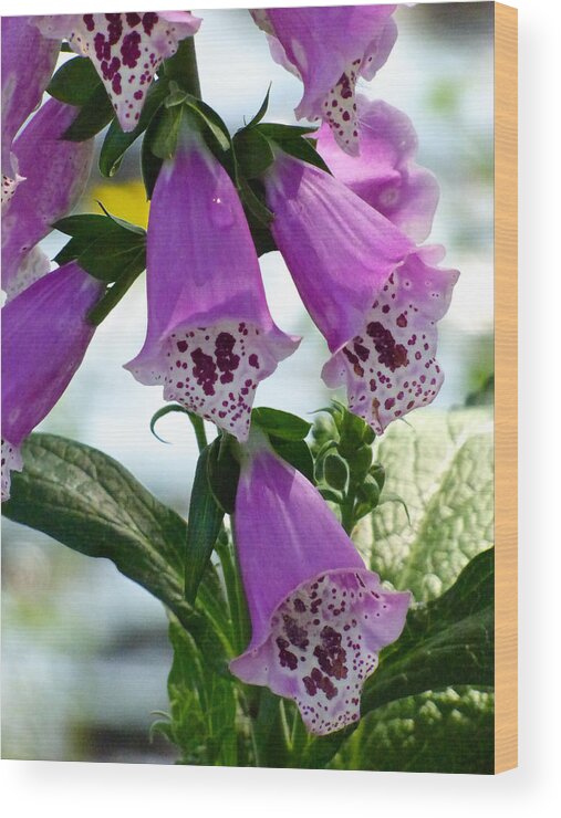 Nature Wood Print featuring the photograph Foxglove by Pat Exum