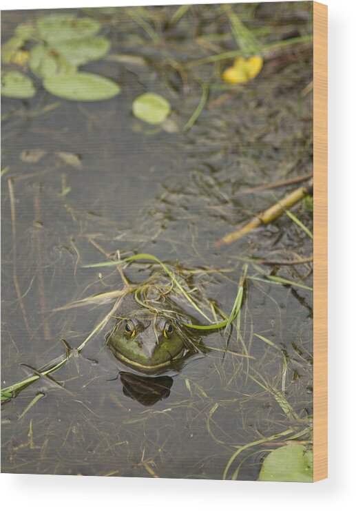 Amphibian Wood Print featuring the photograph Frog in the pond by Isabel Poulin