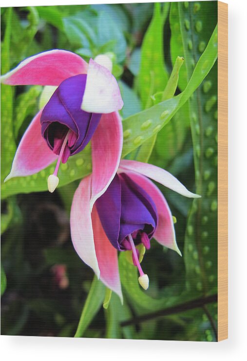 Purple Wood Print featuring the photograph Fuschia 4 by Dawn Eshelman