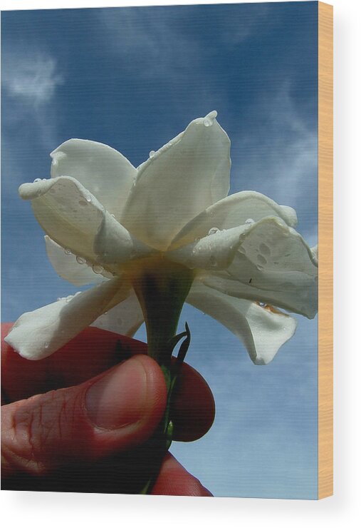 Gardenia Wood Print featuring the photograph Gardenia For You My Dear by David Weeks