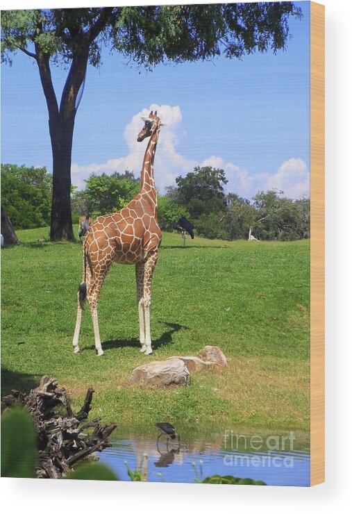 Giraffe Wood Print featuring the photograph Giraffe on a Spring Day by Jeanne Forsythe