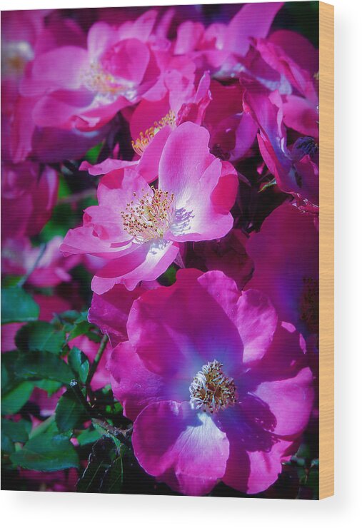 Roses Wood Print featuring the photograph Glorious Blooms by Lucinda Walter
