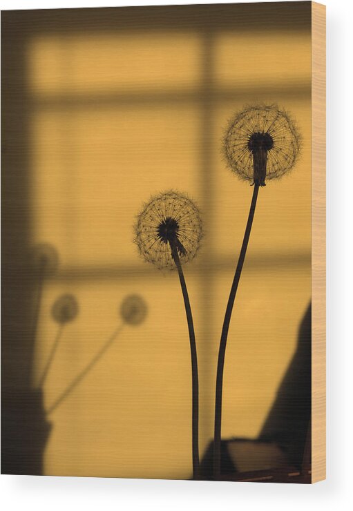 Dandelion Wood Print featuring the photograph Golden Dandelion by Margie Avellino