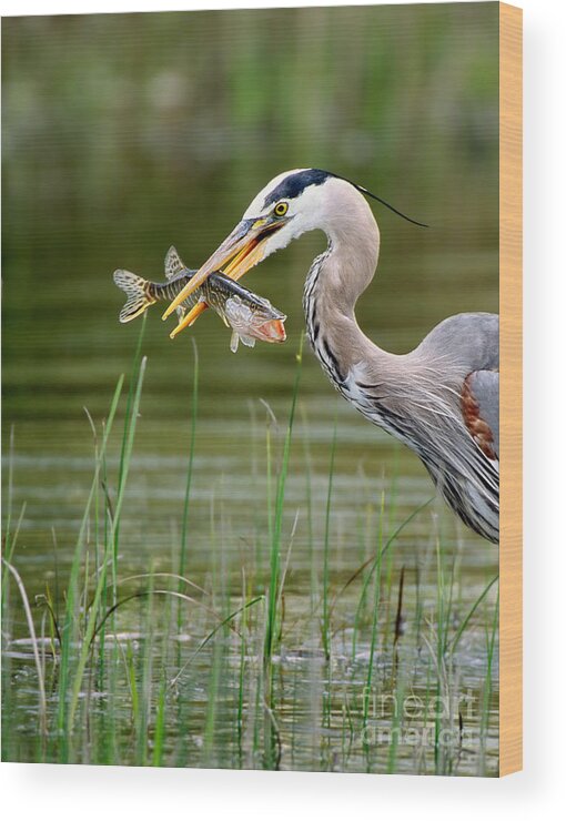 Great Blue Heron Wood Print featuring the photograph Great Blue Heron With Prey by Scott Linstead
