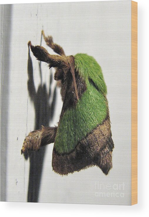 Moths Wood Print featuring the photograph Green Hair Moth by Christopher Plummer
