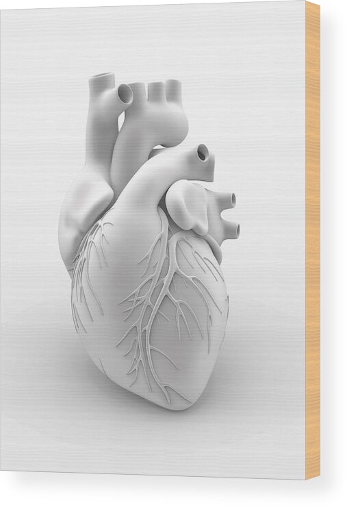 White Background Wood Print featuring the drawing Heart and coronary arteries, artwork by Alfred Pasieka/science Photo Library