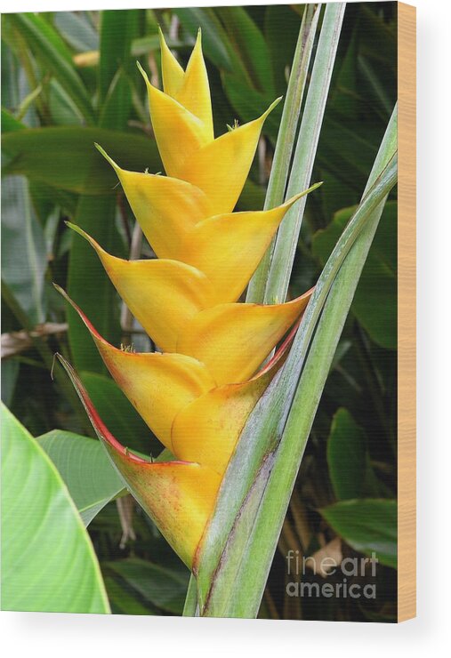 Heliconia Caribea Wood Print featuring the photograph Heliconia Caribea by Mary Deal