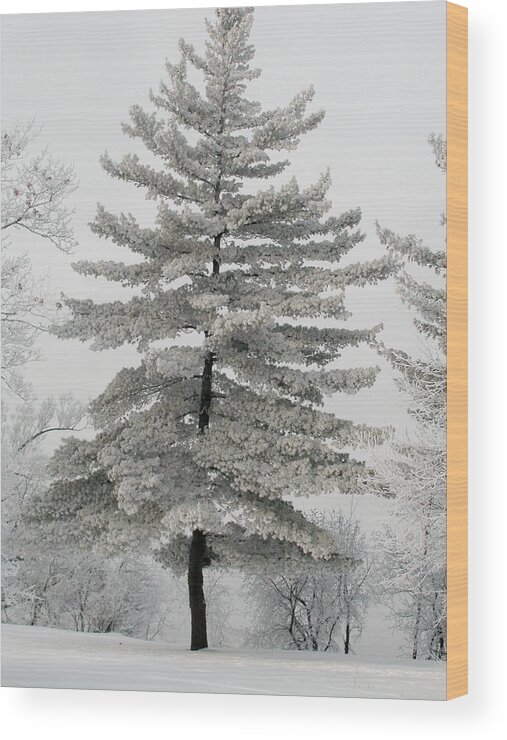 Christmas Tree Wood Print featuring the photograph Hoarfrost Pine Tree by Rob Huntley