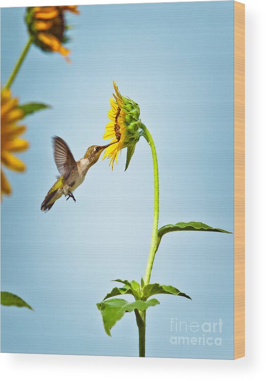 Animal Wood Print featuring the photograph Hummingbird At Sunflower by Robert Frederick