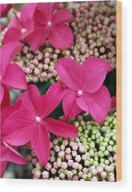 'lady In Red' Wood Print featuring the photograph Hydrangea 'lady In Red' by Ian Gowland/science Photo Library