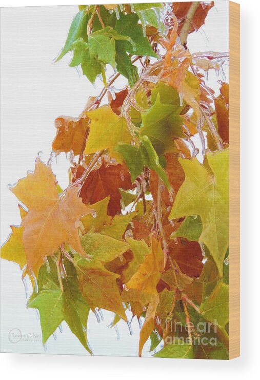 Fall Wood Print featuring the photograph Iced Fall by Robert ONeil