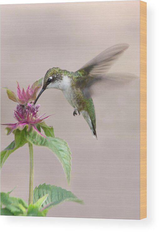 Female Ruby Throated Hummingbird Wood Print featuring the photograph Ironically Iconic by Theo OConnor