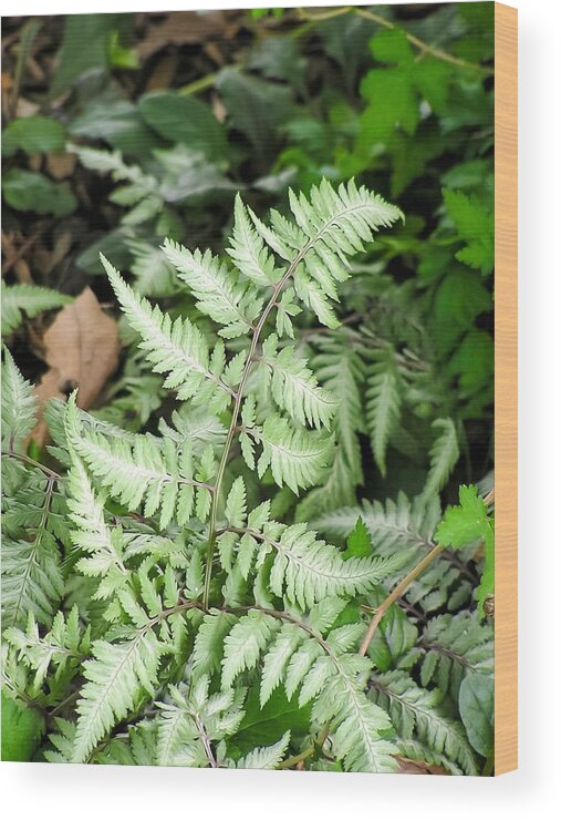 Japanese Painted Fern Wood Print featuring the photograph Japanese Painted Fern by Cynthia Woods