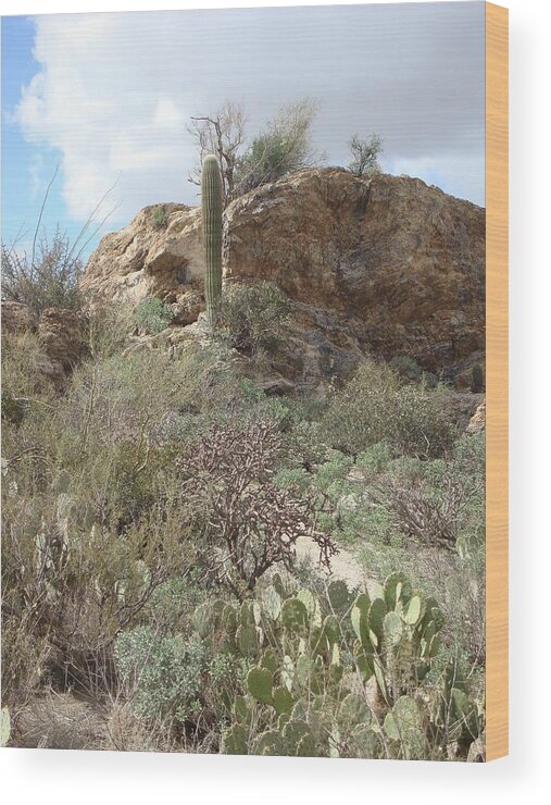 Desert Landscape Wood Print featuring the photograph Javelina Rocks by Susan Woodward