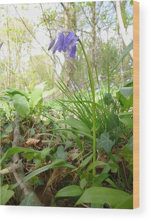 Bluebell Wood Print featuring the photograph Lady Spencer's Bluebell by Asa Jones