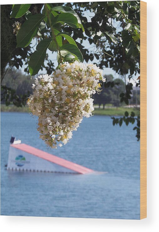 Landscape Photography Wood Print featuring the photograph Lake Silver Tree Flowers by Christopher Mercer