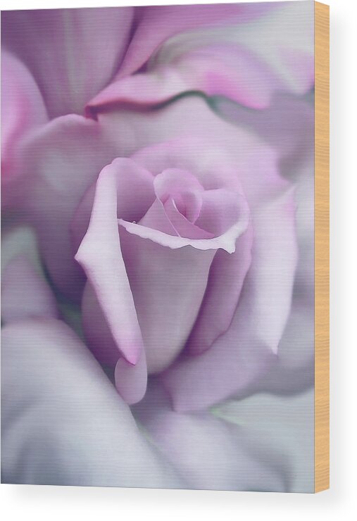 Rose Wood Print featuring the photograph Lavender Rose Flower Portrait by Jennie Marie Schell