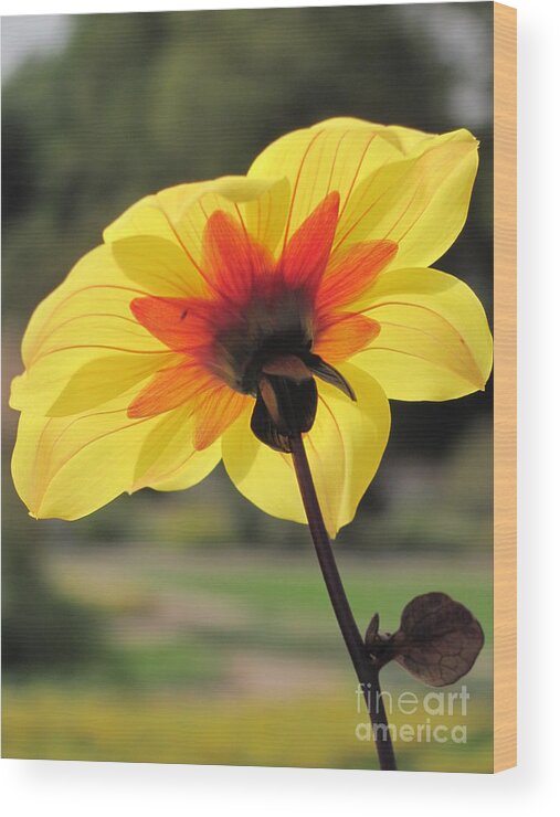 Flower Wood Print featuring the photograph Light by Anita Adams