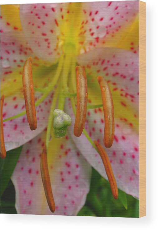 Lily Wood Print featuring the photograph Lily Macro by Juergen Roth