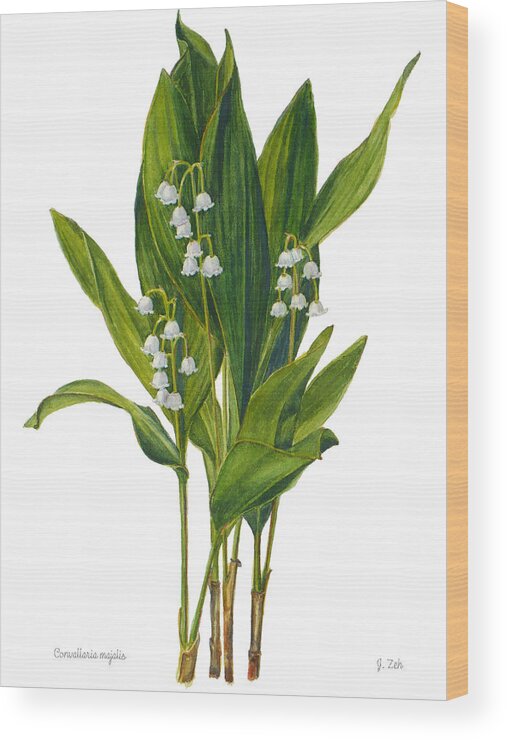 Lily Of The Valley Flowers Wood Print featuring the painting Lily of the Valley - Convallaria majalis by Janet Zeh