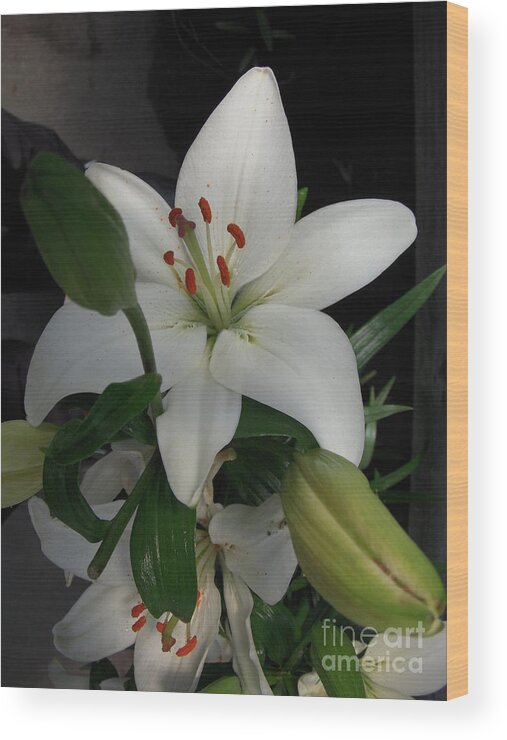 Plants Wood Print featuring the photograph Lily White by Art MacKay