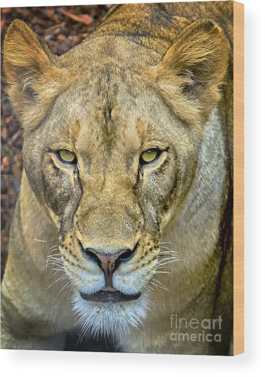 Lion Wood Print featuring the photograph Lion Closeup by David Millenheft