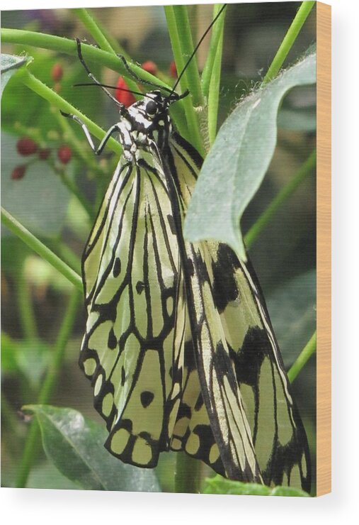 Butterfly Wood Print featuring the photograph Liquid Gold by Jennifer Wheatley Wolf